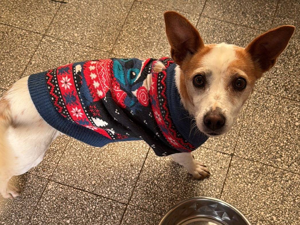 Vuoi adottare un cane a Frosinone?