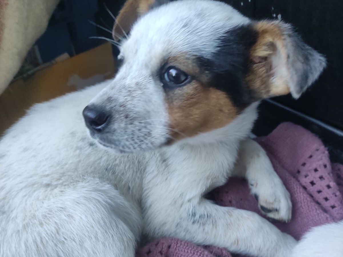 Adozione cane, femmina, Razza sconosciuta Razza sconosciuta, 2 mesi, taglia piccola, Avellino