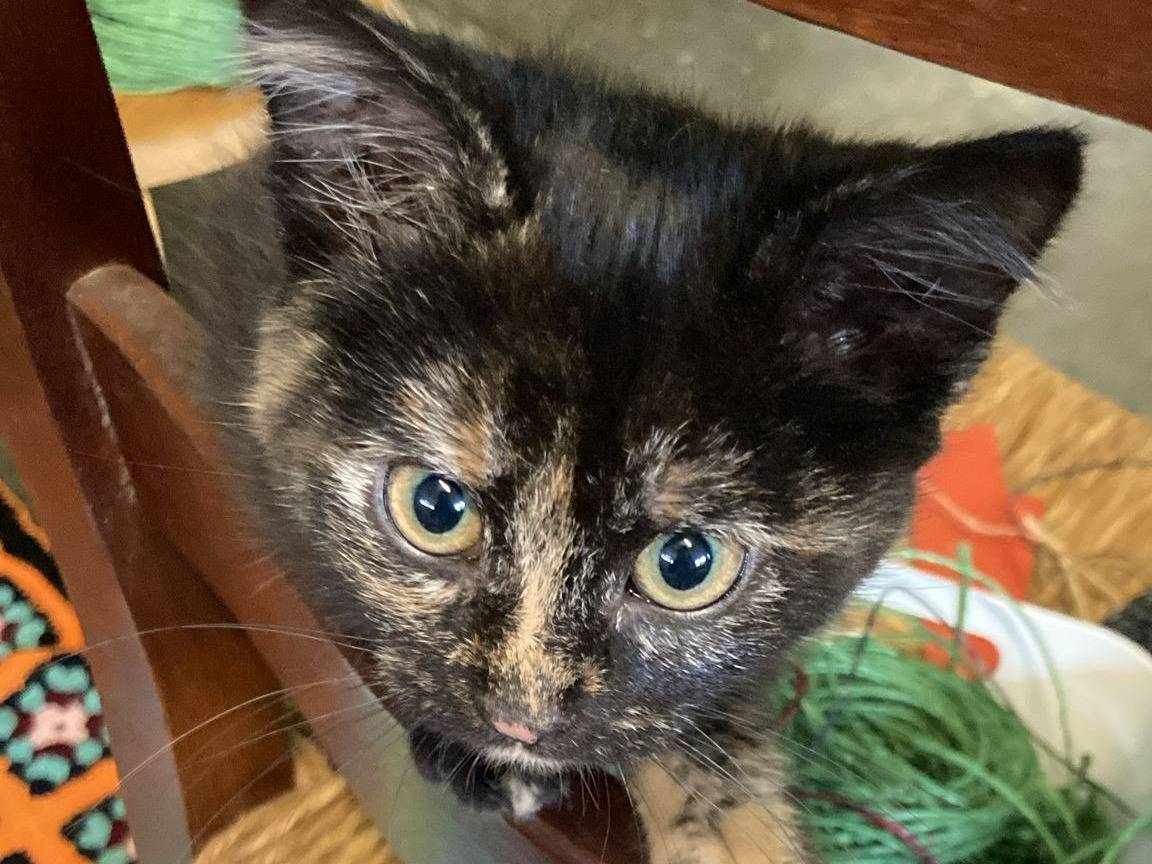 Adozione gatto, femmina, Razza sconosciuta Razza sconosciuta, 2 mesi, taglia non valida, Vicenza