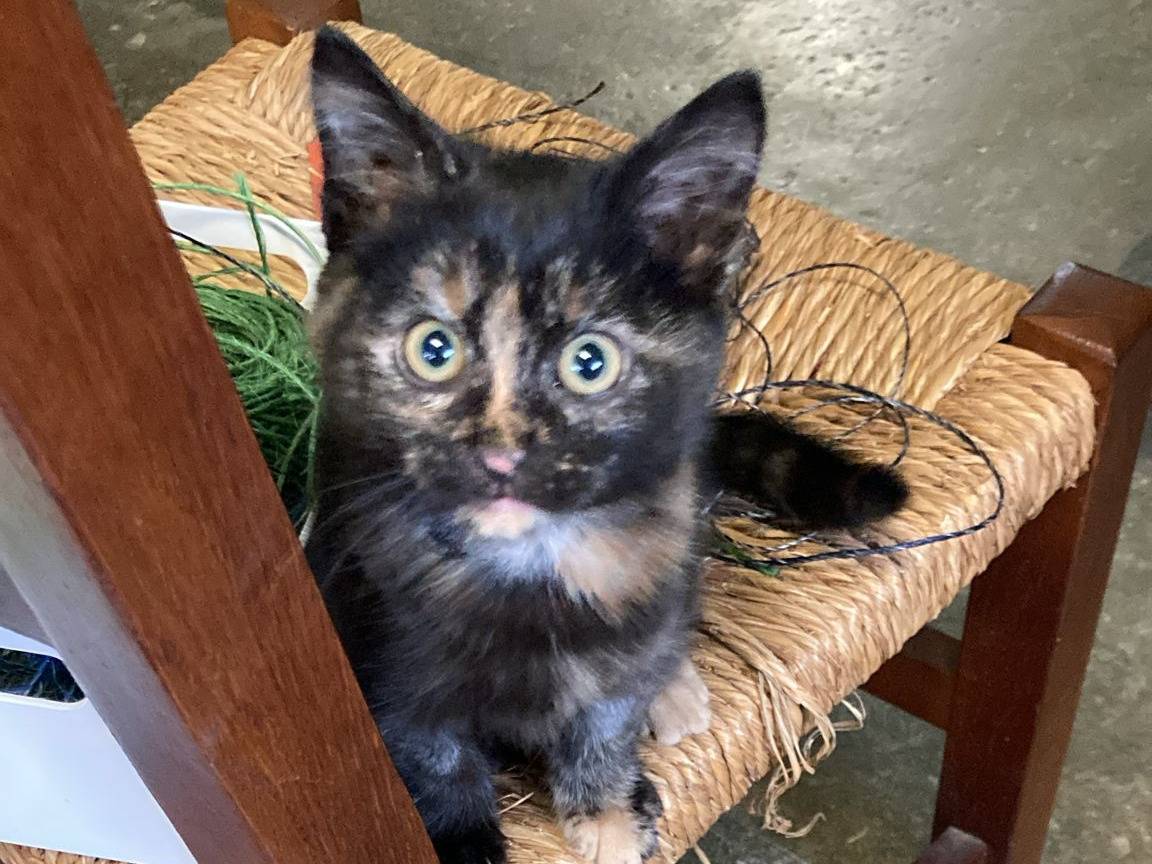 Adotta un gatto, femmina, 2 mesi, Vicenza