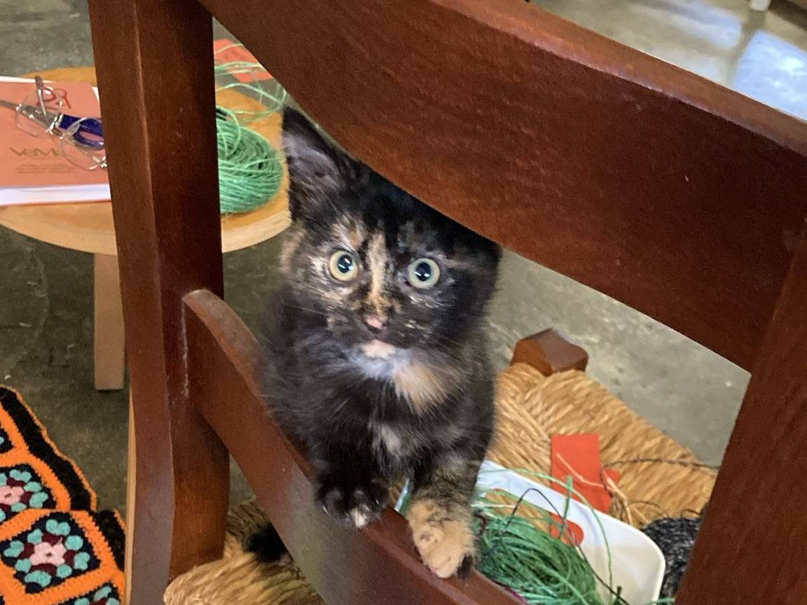 Adotta un gatto, taglia non valida, femmina, Vicenza