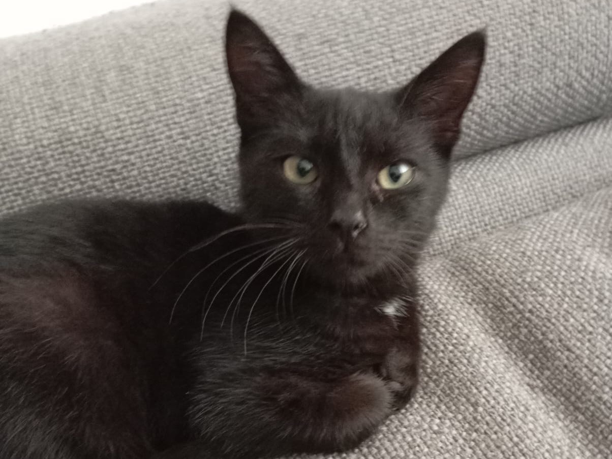 Adozione gatto, maschio, Razza sconosciuta Razza sconosciuta, 3 mesi, taglia non valida, Bari