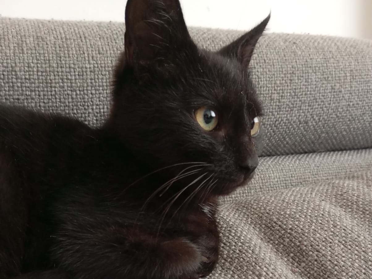 Adotta un gatto, maschio, 3 mesi, Bari