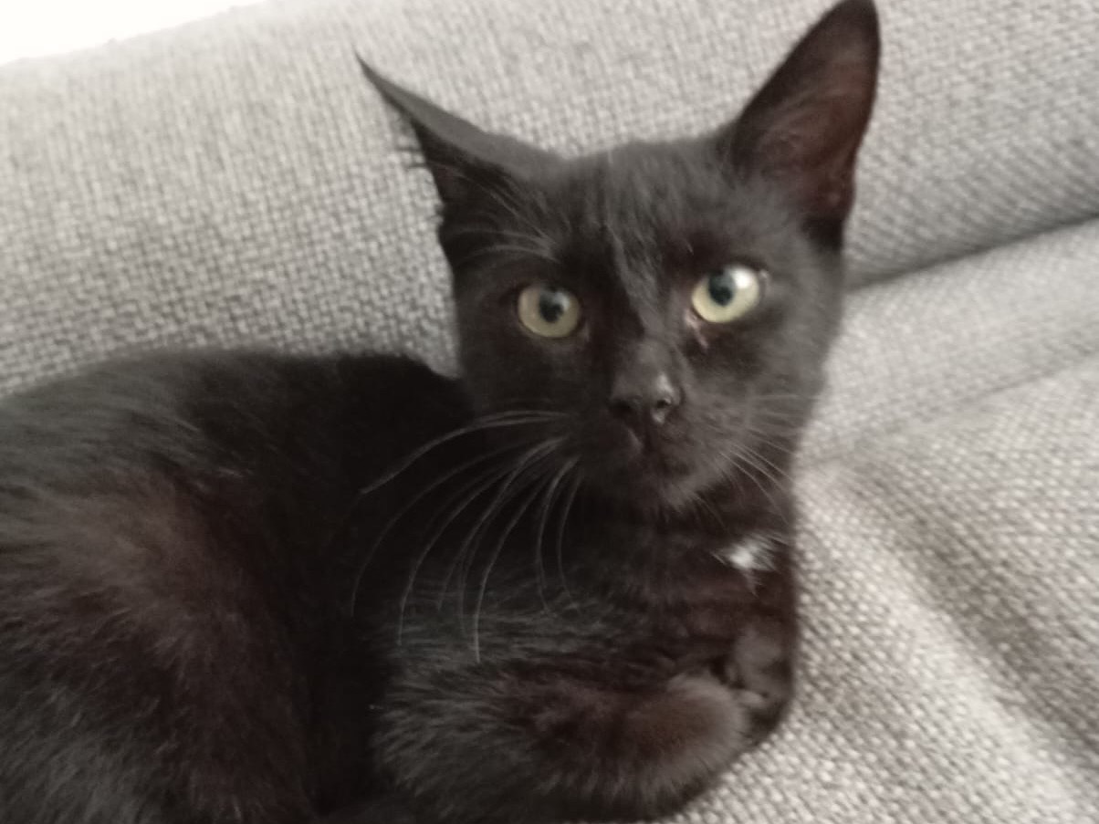 Adotta un gatto, taglia non valida, maschio, Bari