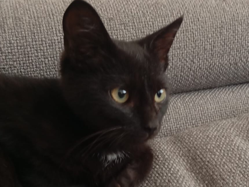 Vuoi adottare un gatto a Bari?