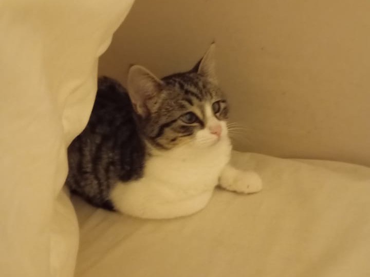 Adozione gatto, femmina, Razza sconosciuta Razza sconosciuta, 3 mesi, taglia non valida, Bari