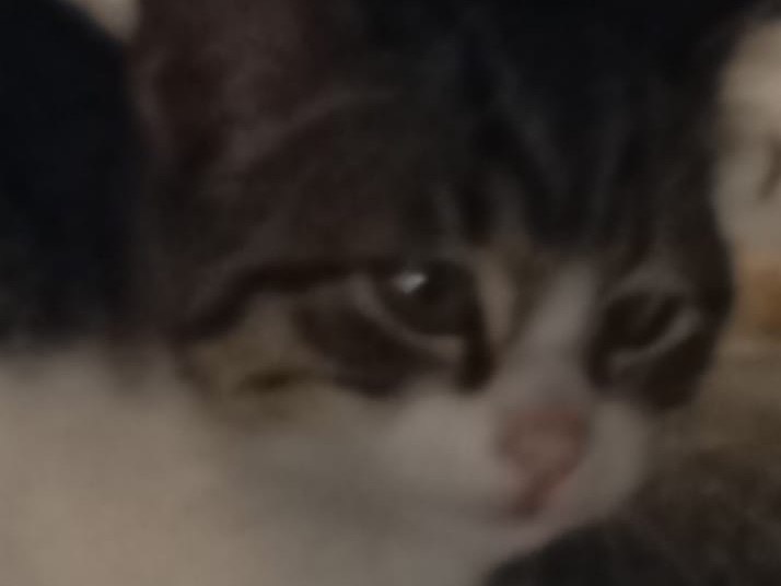 Adotta un gatto, femmina, 3 mesi, Bari