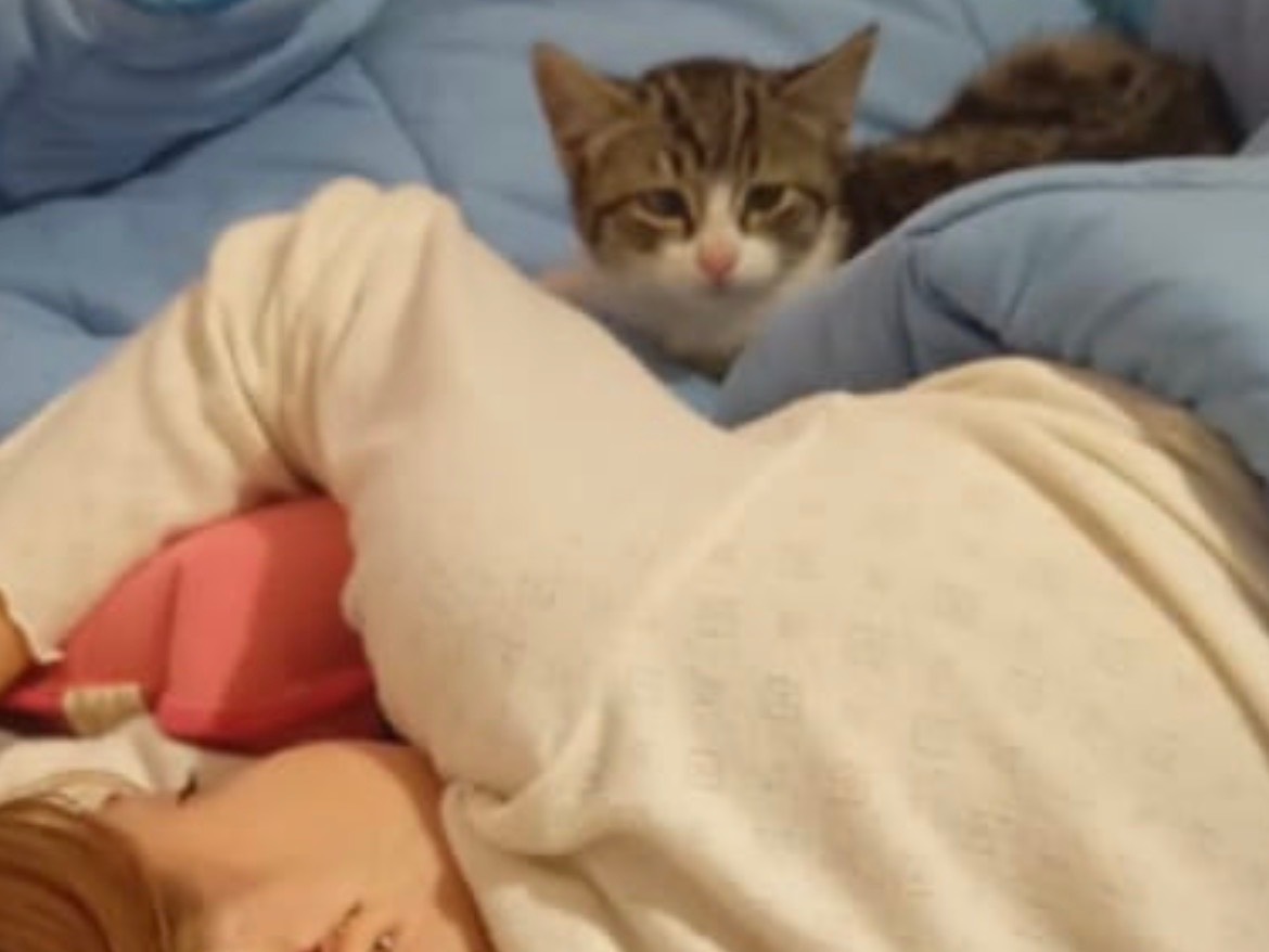 Adotta un gatto, taglia non valida, femmina, Bari