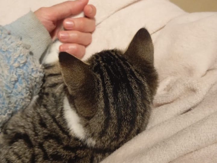 Vuoi adottare un gatto a Bari?