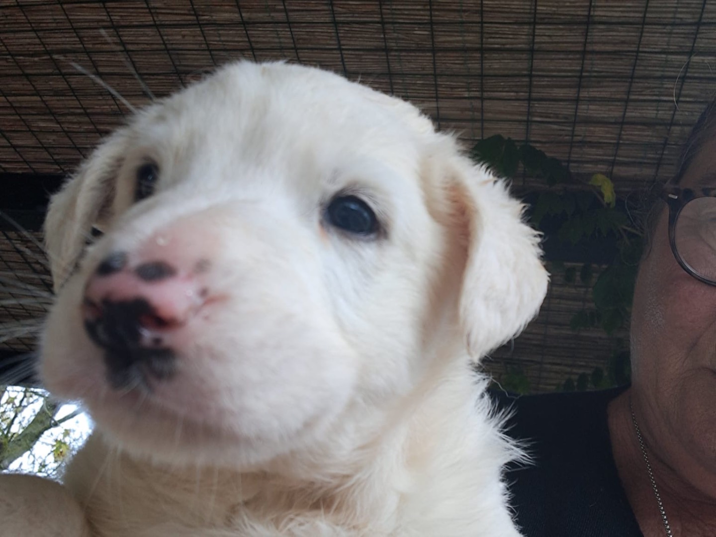 Adozione cane, femmina, Razza sconosciuta Razza sconosciuta, 2 mesi, taglia grande, Latina