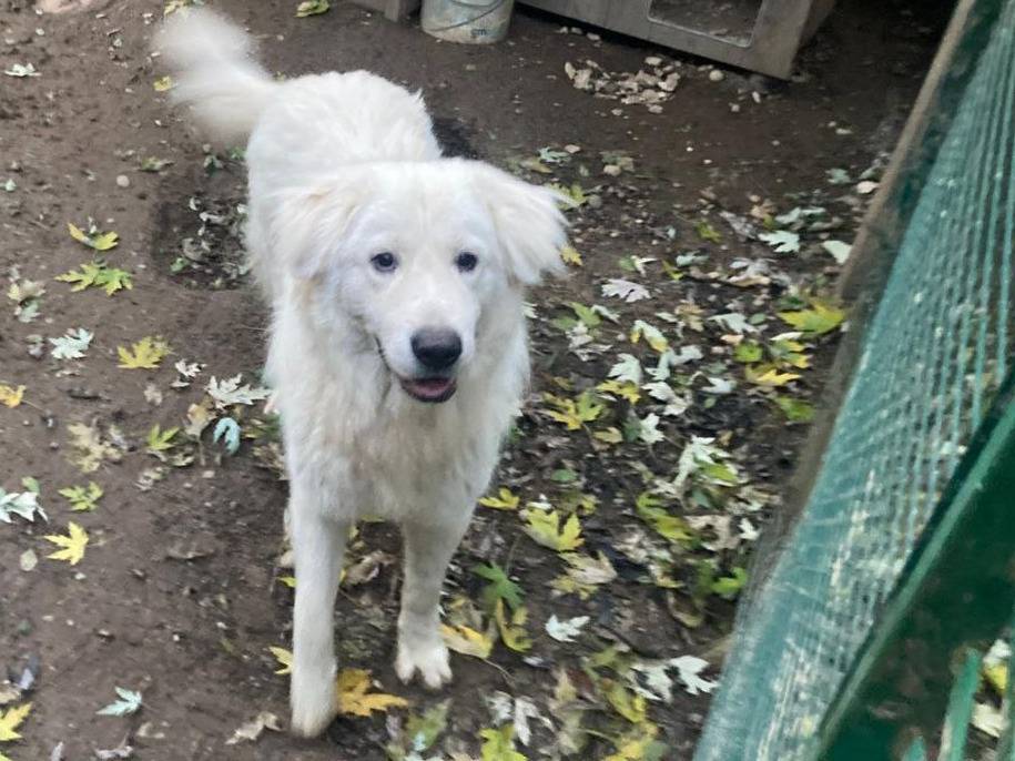 Adozione cane, maschio, Razza sconosciuta Razza sconosciuta, 1 anno e 11 mesi, taglia media, Bergamo