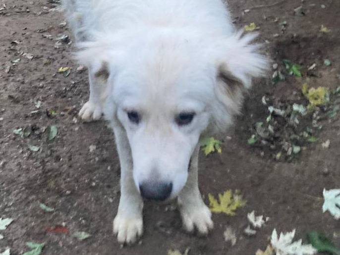 Adotta un cane, maschio, 1 anno e 11 mesi, Bergamo