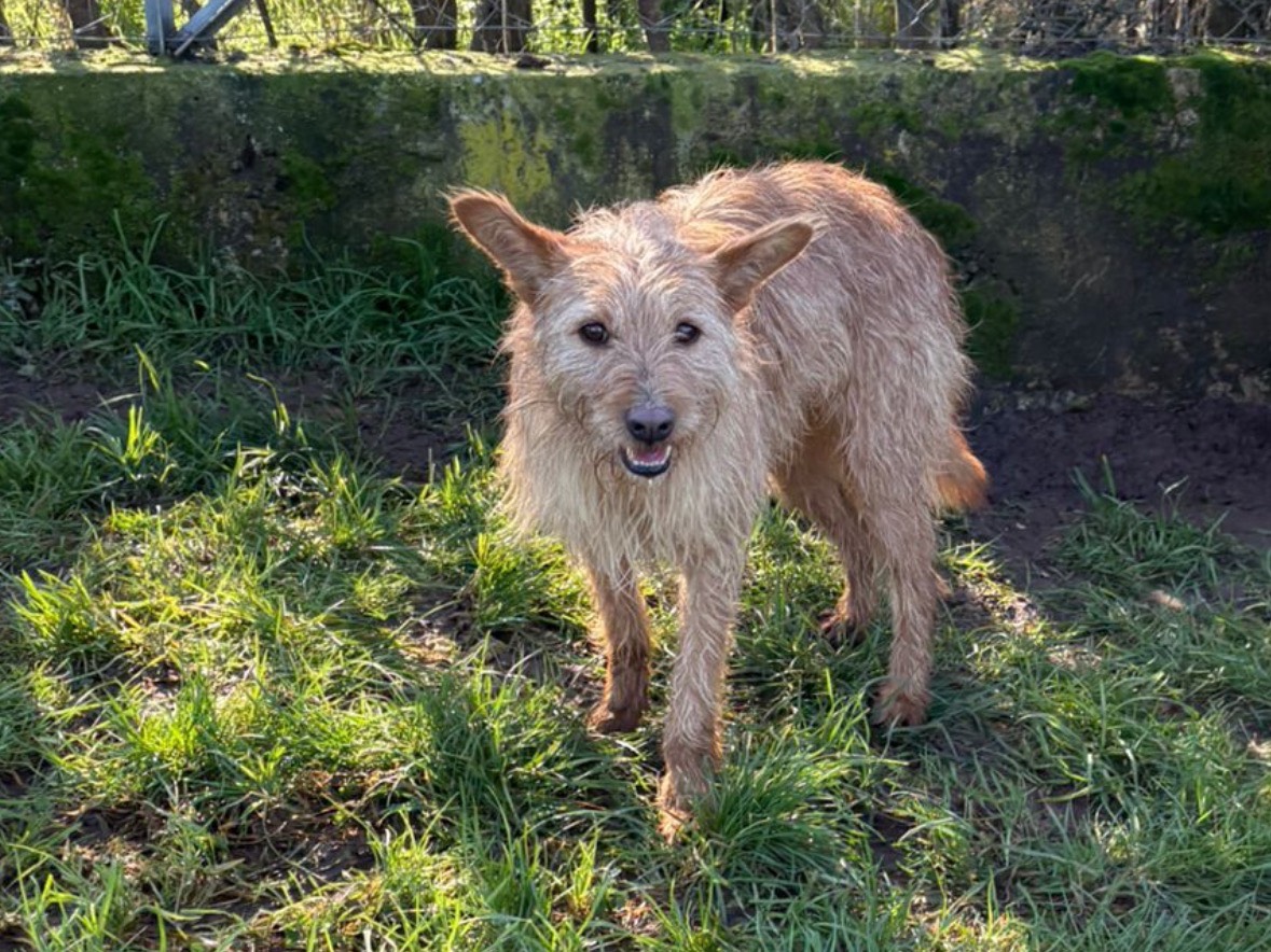 Adozione cane, maschio, Razza sconosciuta Razza sconosciuta, 2 anni e 6 mesi, taglia piccola, Frosinone