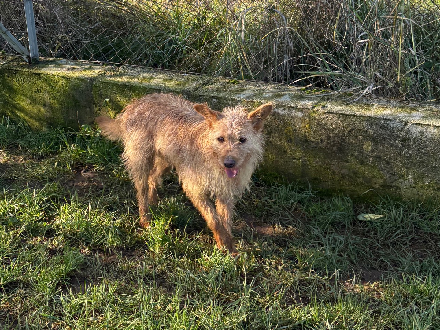 Adotta un cane, maschio, 2 anni e 6 mesi, Frosinone