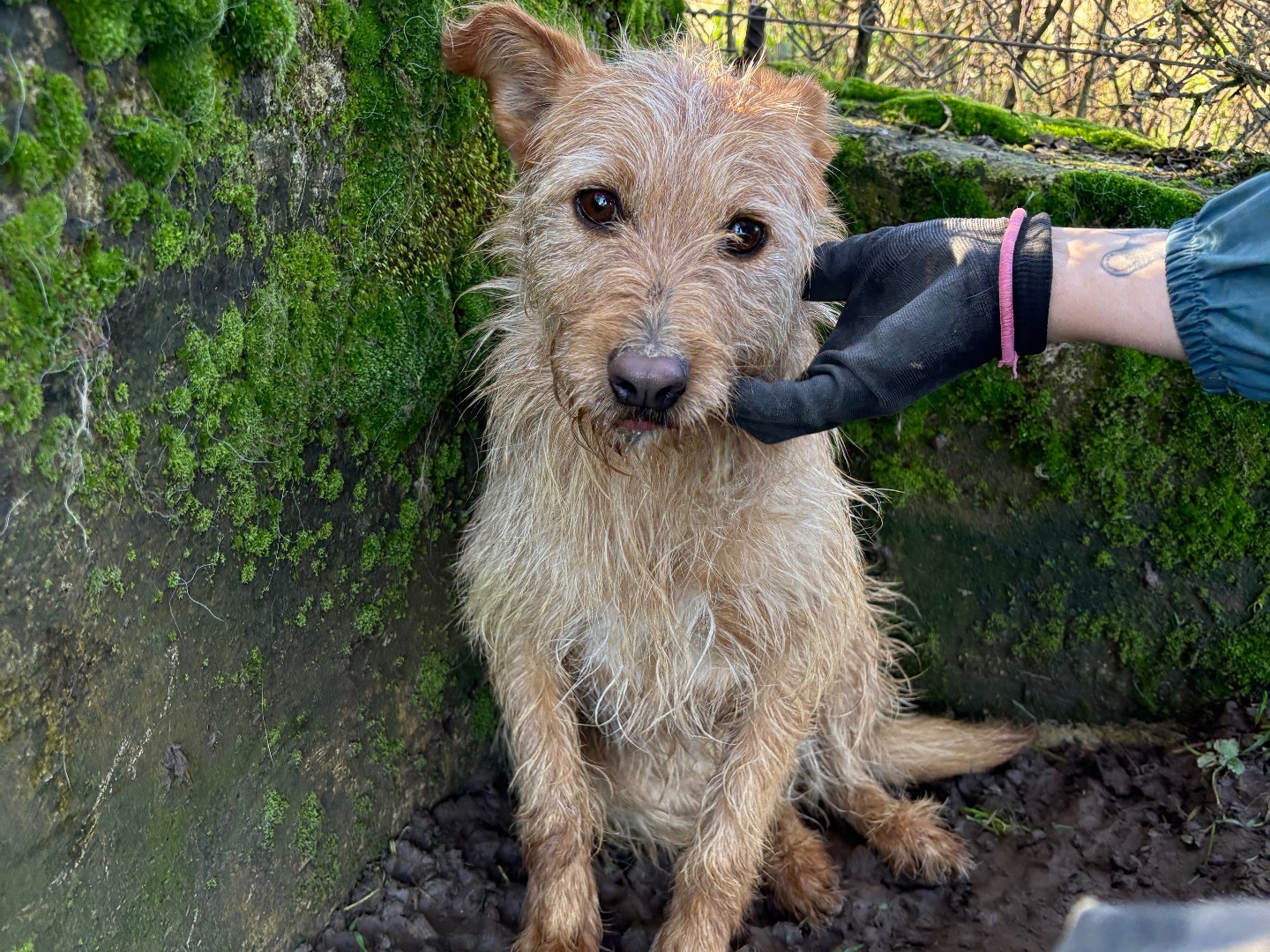 Adotta un cane, taglia piccola, maschio, Frosinone