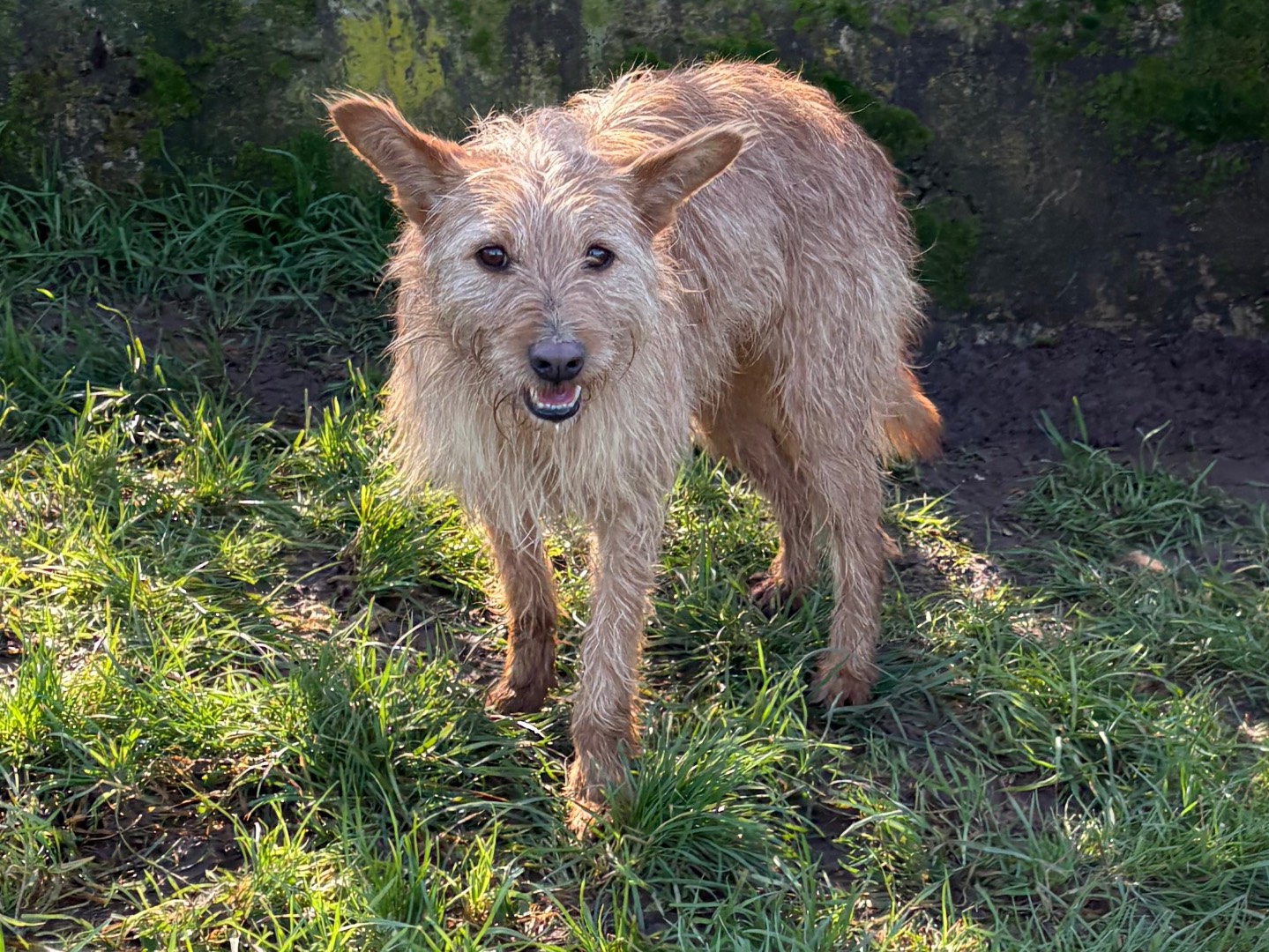 Vuoi adottare un cane a Frosinone?