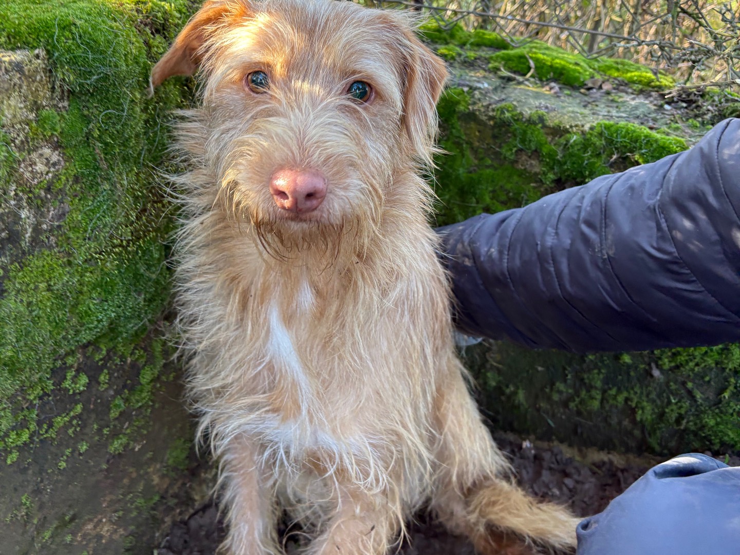 Adozione cane, maschio, Razza sconosciuta Razza sconosciuta, 2 anni e 4 mesi, taglia piccola, Frosinone
