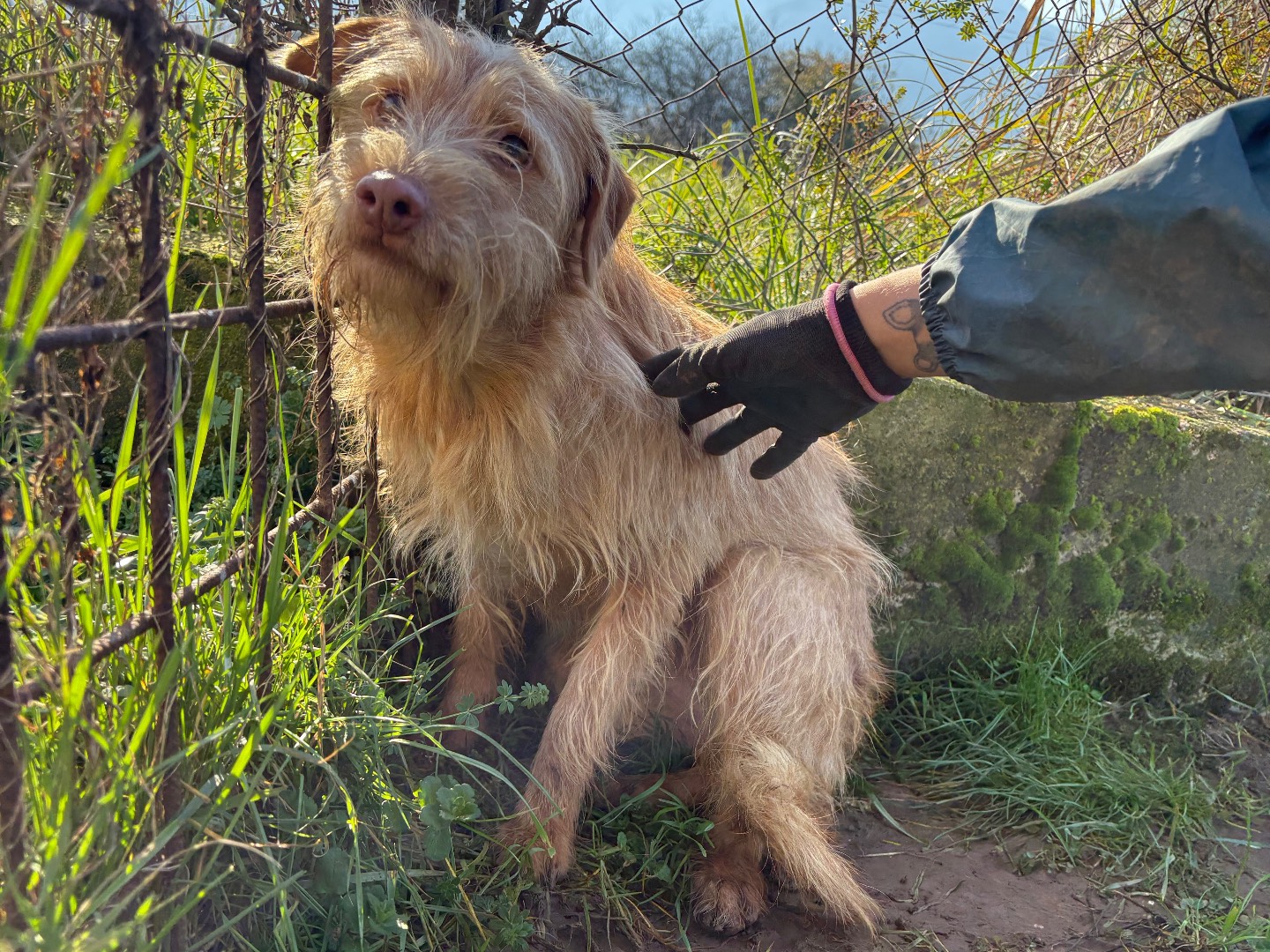 Adotta un cane, maschio, 2 anni e 4 mesi, Frosinone