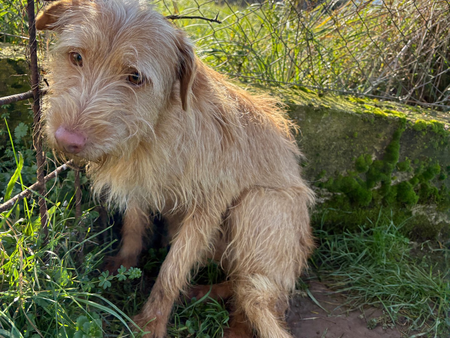 Adotta un cane, taglia piccola, maschio, Frosinone