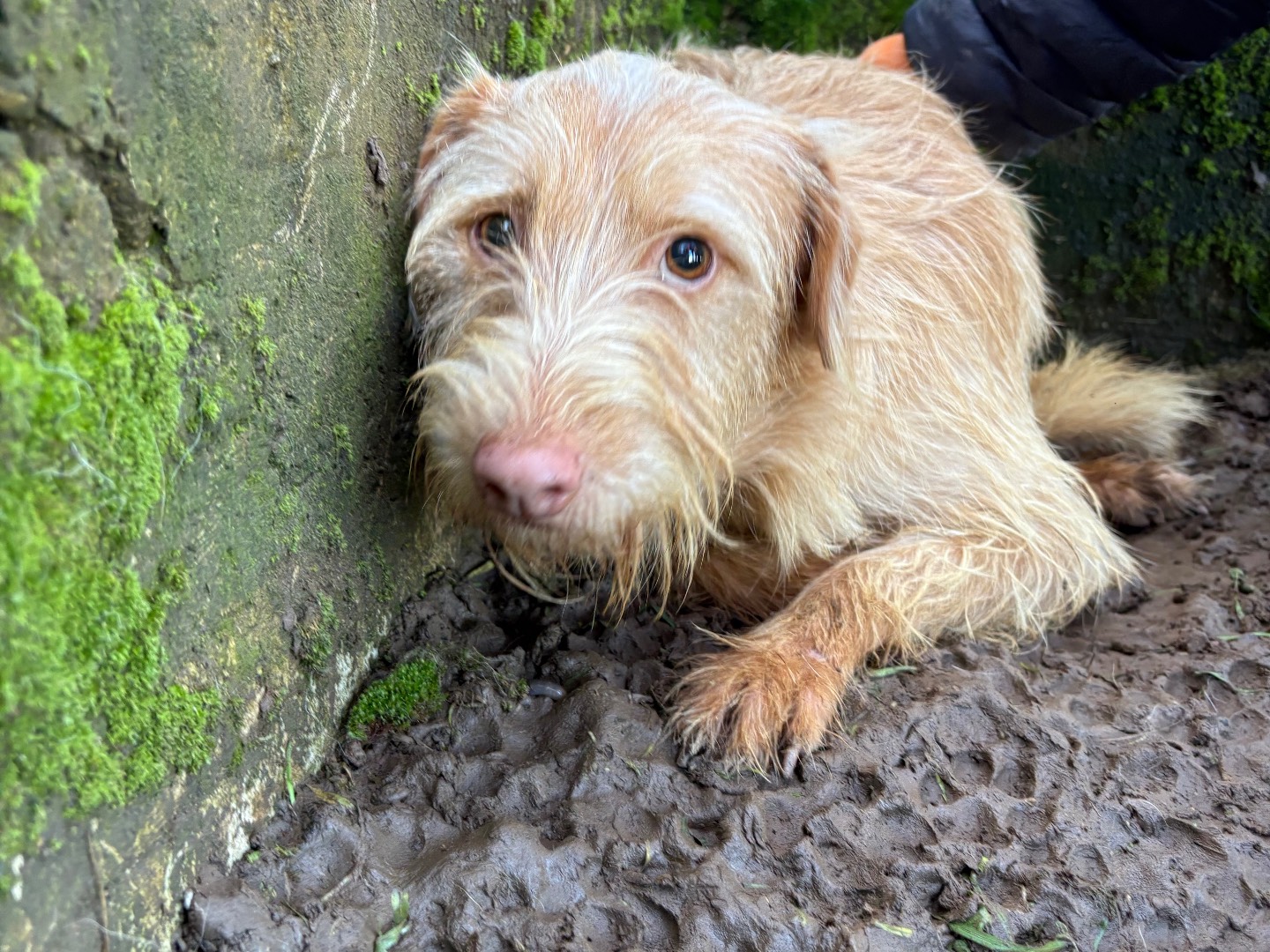 Vuoi adottare un cane a Frosinone?