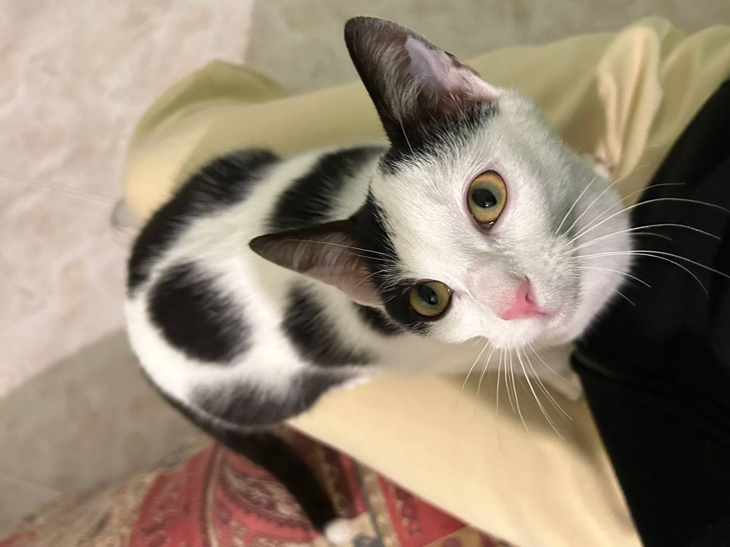 Adozione gatto, femmina, Razza sconosciuta Razza sconosciuta, 5 mesi, taglia non valida, Milano