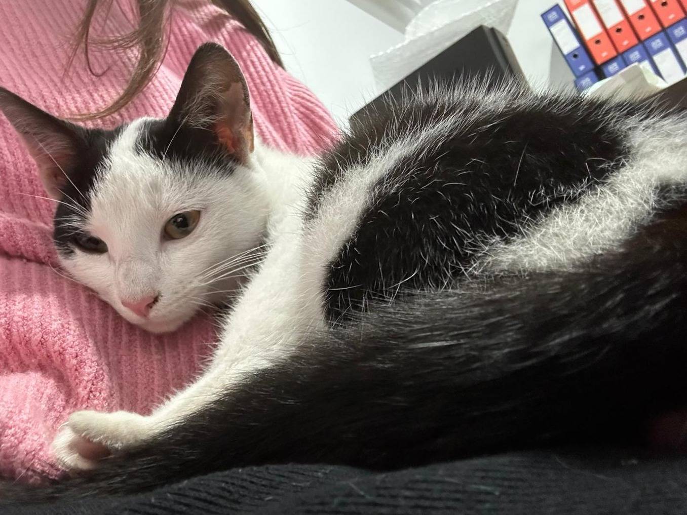 Adotta un gatto, femmina, 5 mesi, Milano