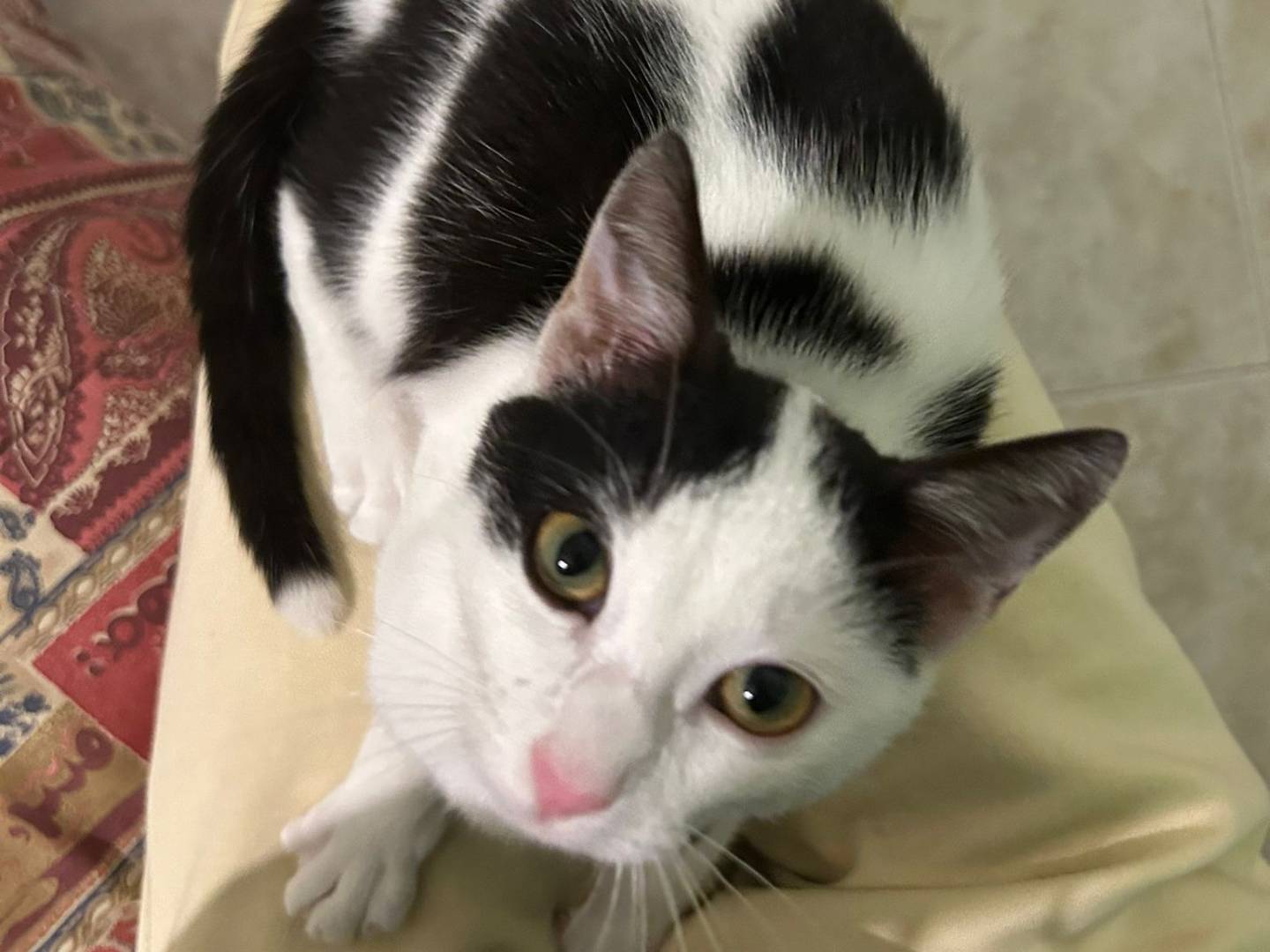 Adotta un gatto, taglia non valida, femmina, Milano