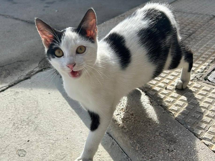 Vuoi adottare un gatto a Milano?