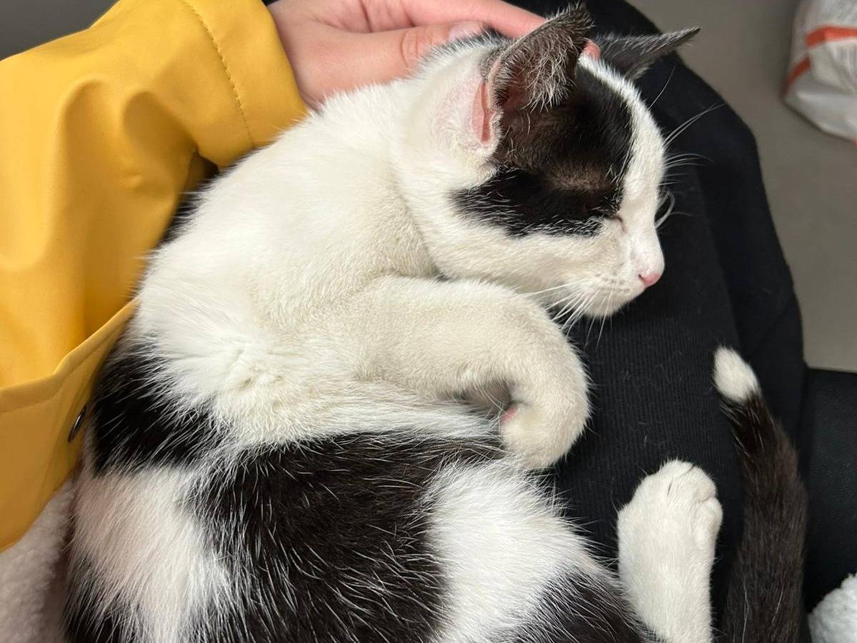 Adotta il gatto Muu Muu budino con le macchie a Milano