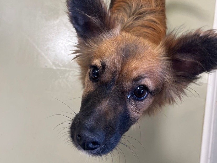 Adozione cane, maschio, Razza sconosciuta Razza sconosciuta, 7 mesi, taglia piccola, Avellino