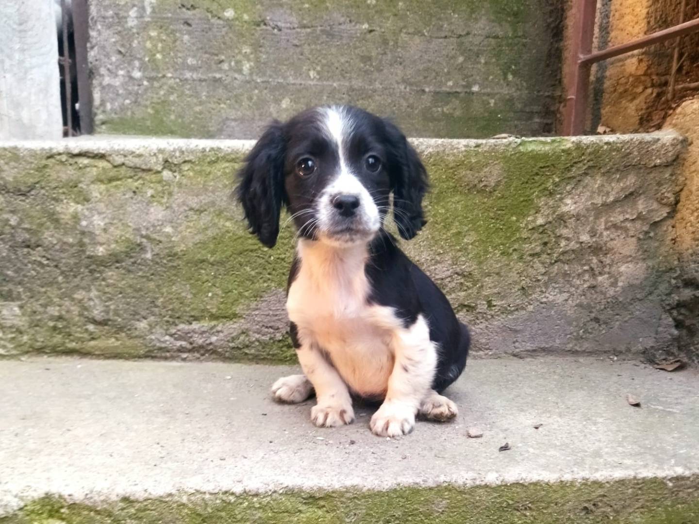 Adozione cane, femmina, Breton Cocker Spaniel, 2 mesi, taglia media contenuta, Salerno