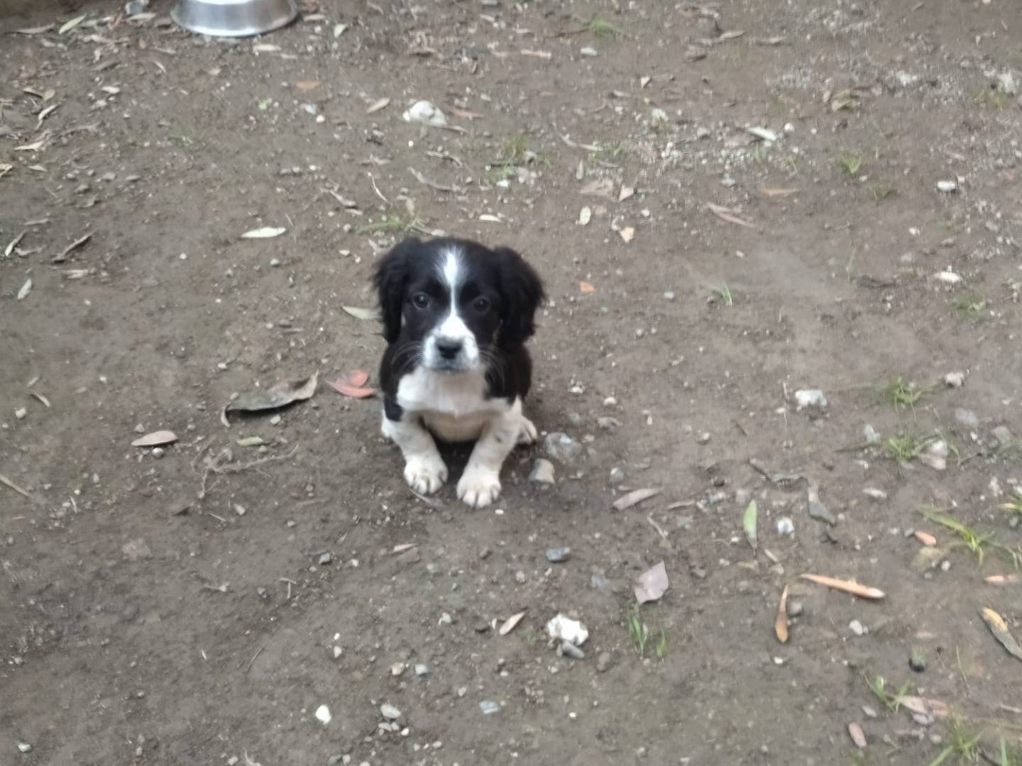 Adotta un cane, femmina, 2 mesi, Salerno