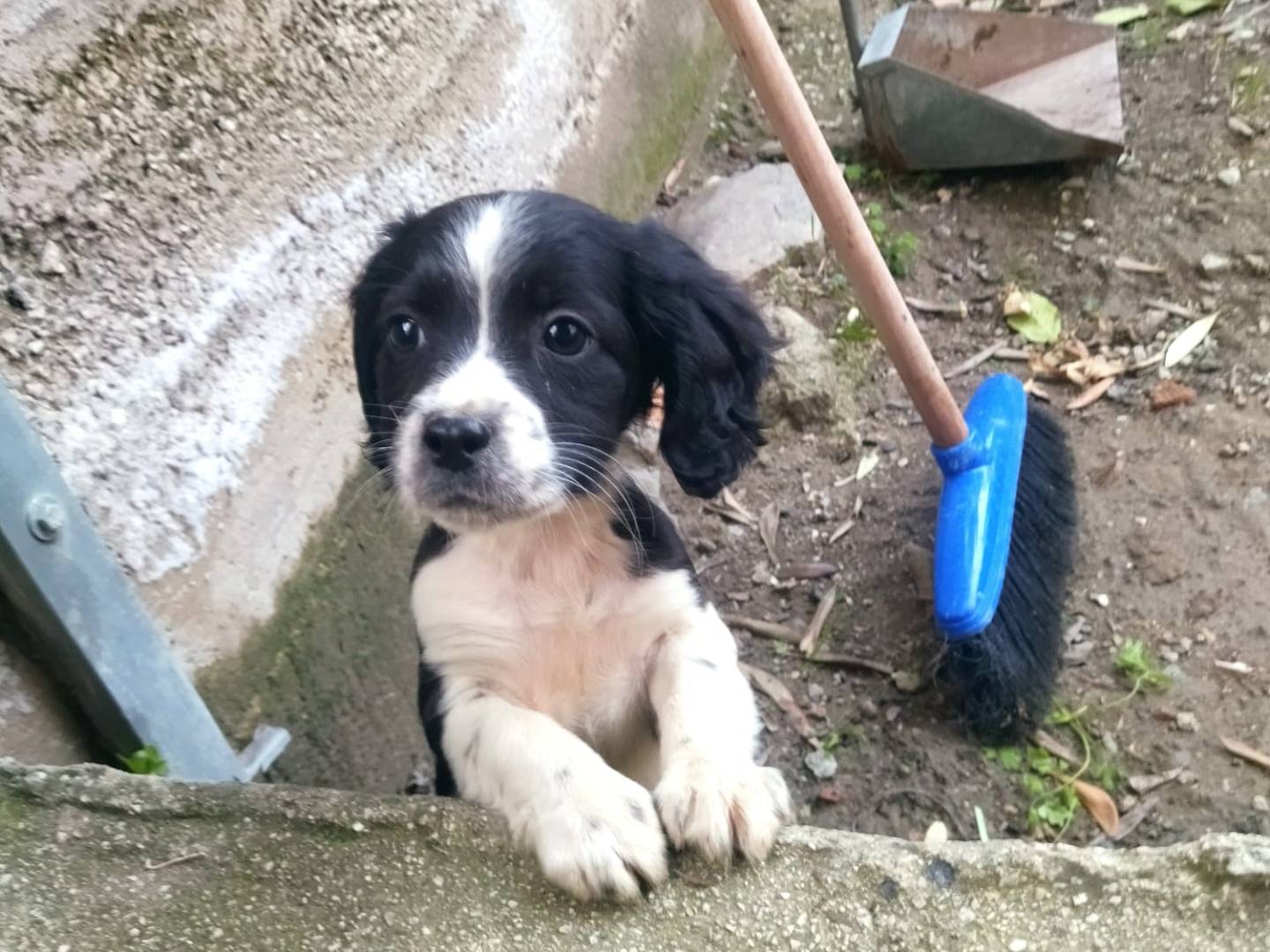 Adotta un cane, taglia media contenuta, femmina, Salerno
