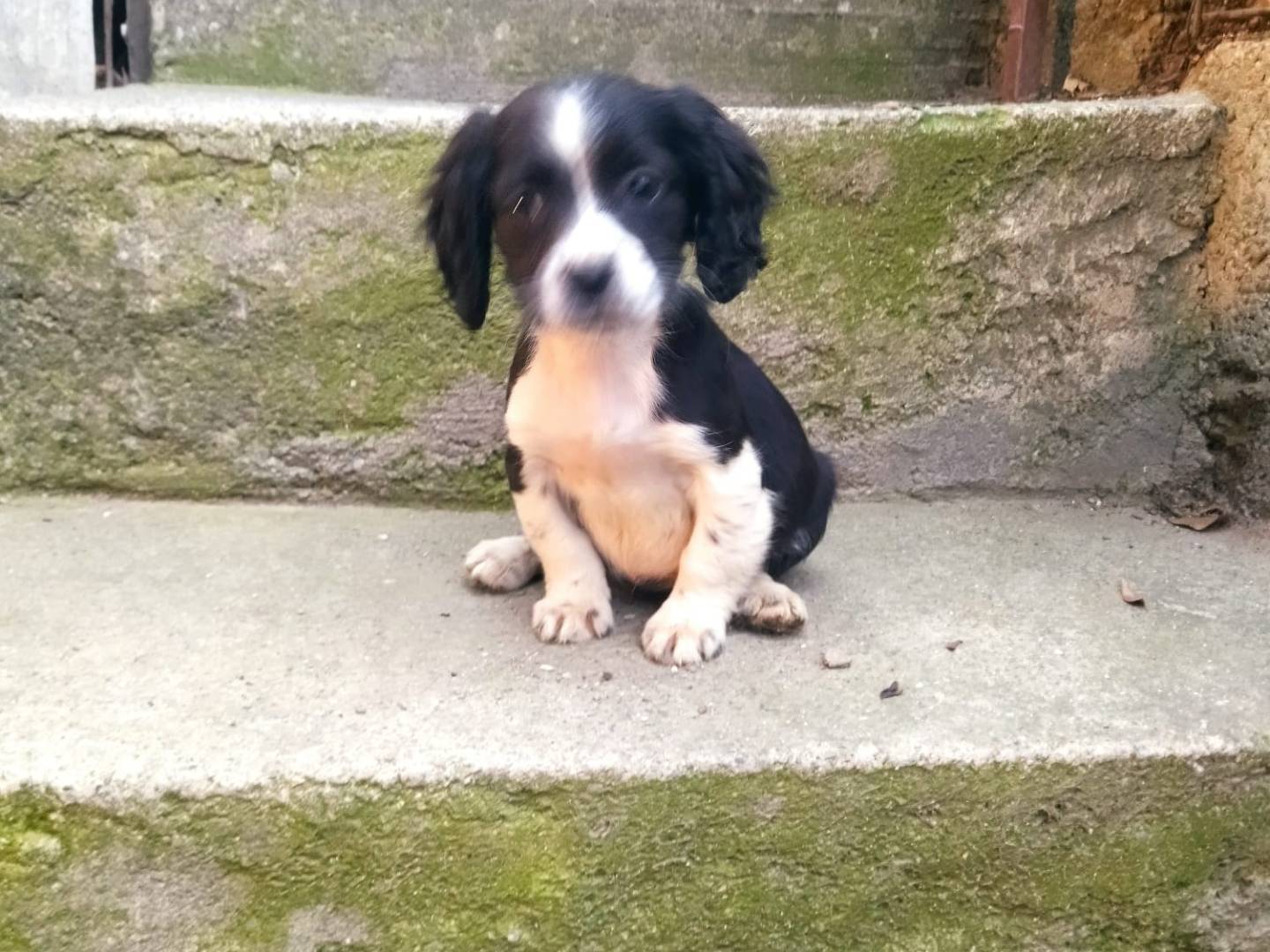 Vuoi adottare un cane a Salerno?