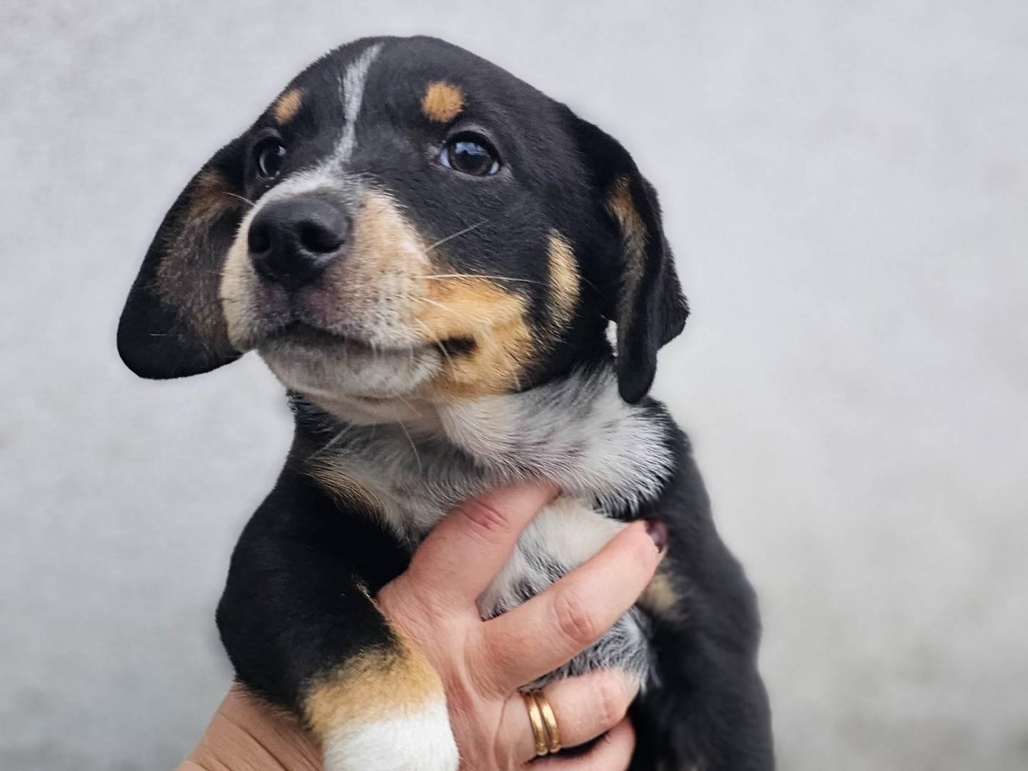 Adotta un cane, maschio, 2 mesi, Avellino