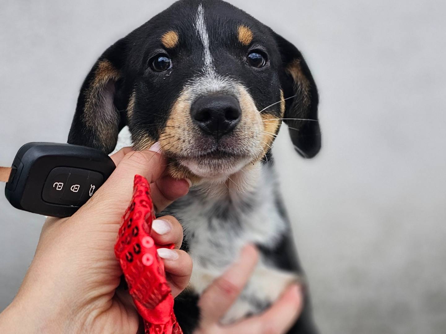 Adotta un cane, taglia media, maschio, Avellino