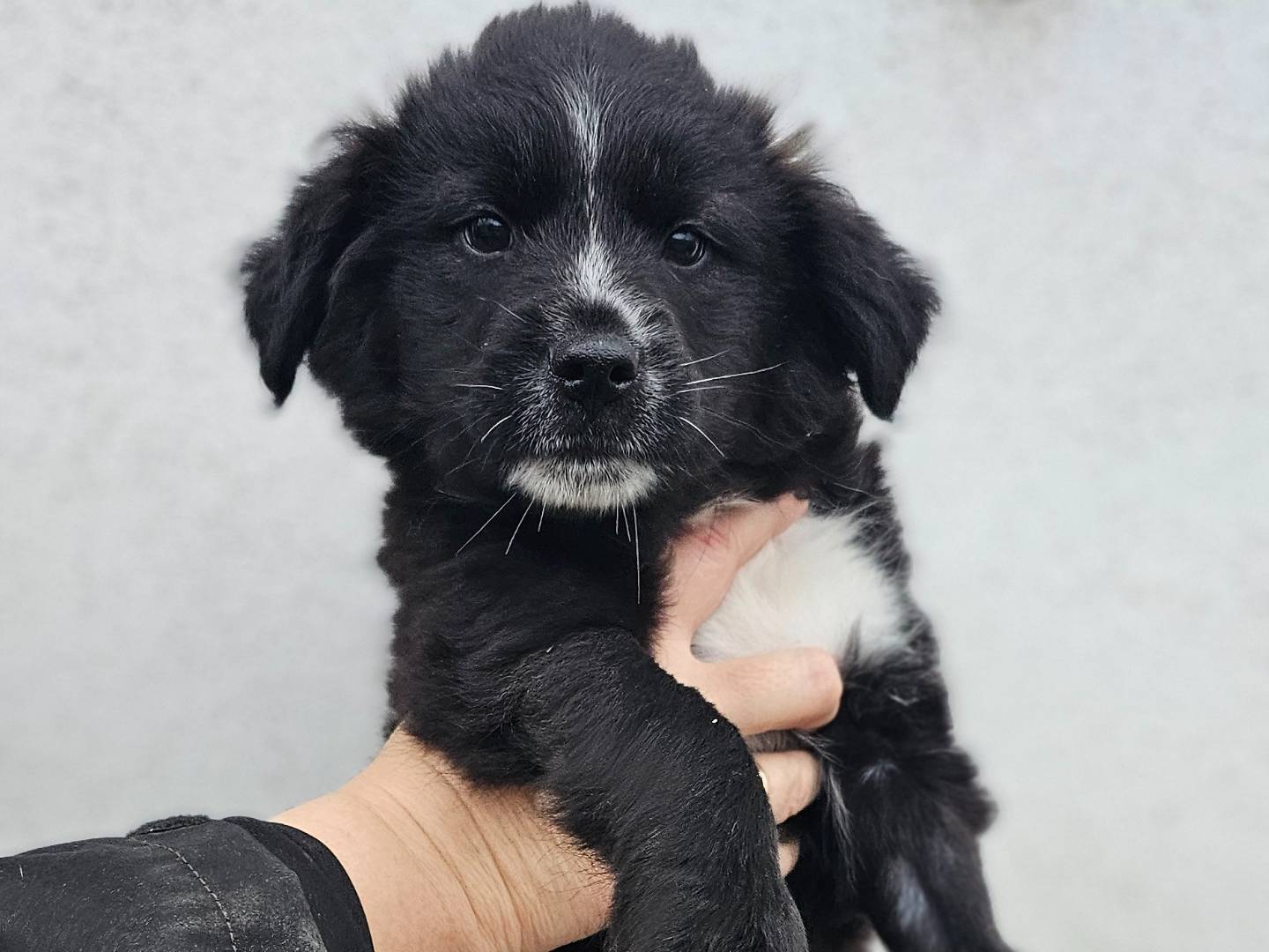 Adozione cane, maschio, Razza sconosciuta Razza sconosciuta, 2 mesi, taglia media, Avellino