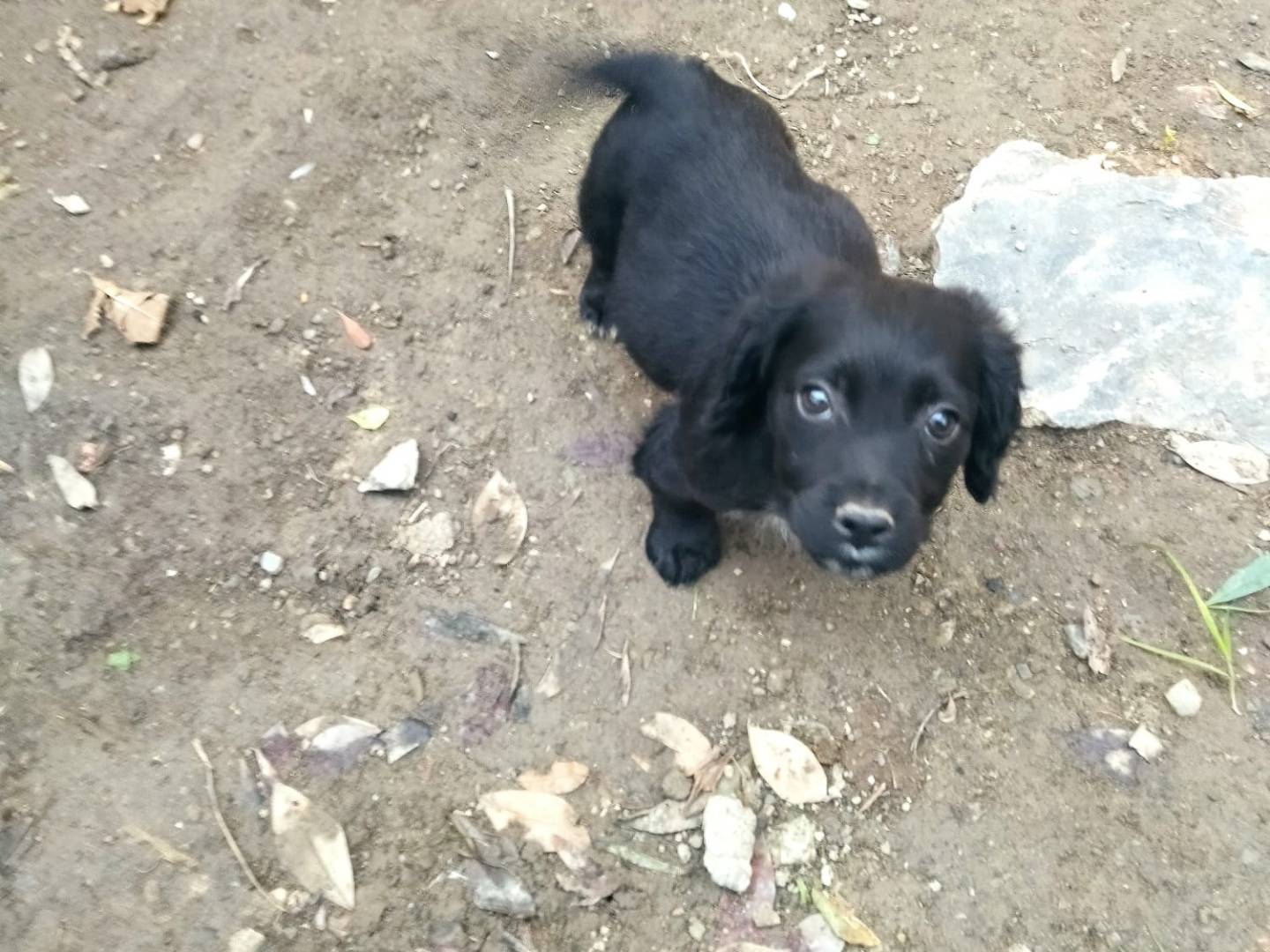 Vuoi adottare un cane a Salerno?