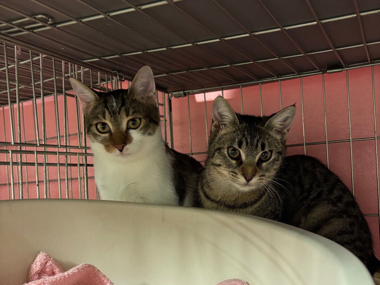 Adozione gatto, femmina, Razza sconosciuta Razza sconosciuta, 5 mesi, taglia non valida, Brescia