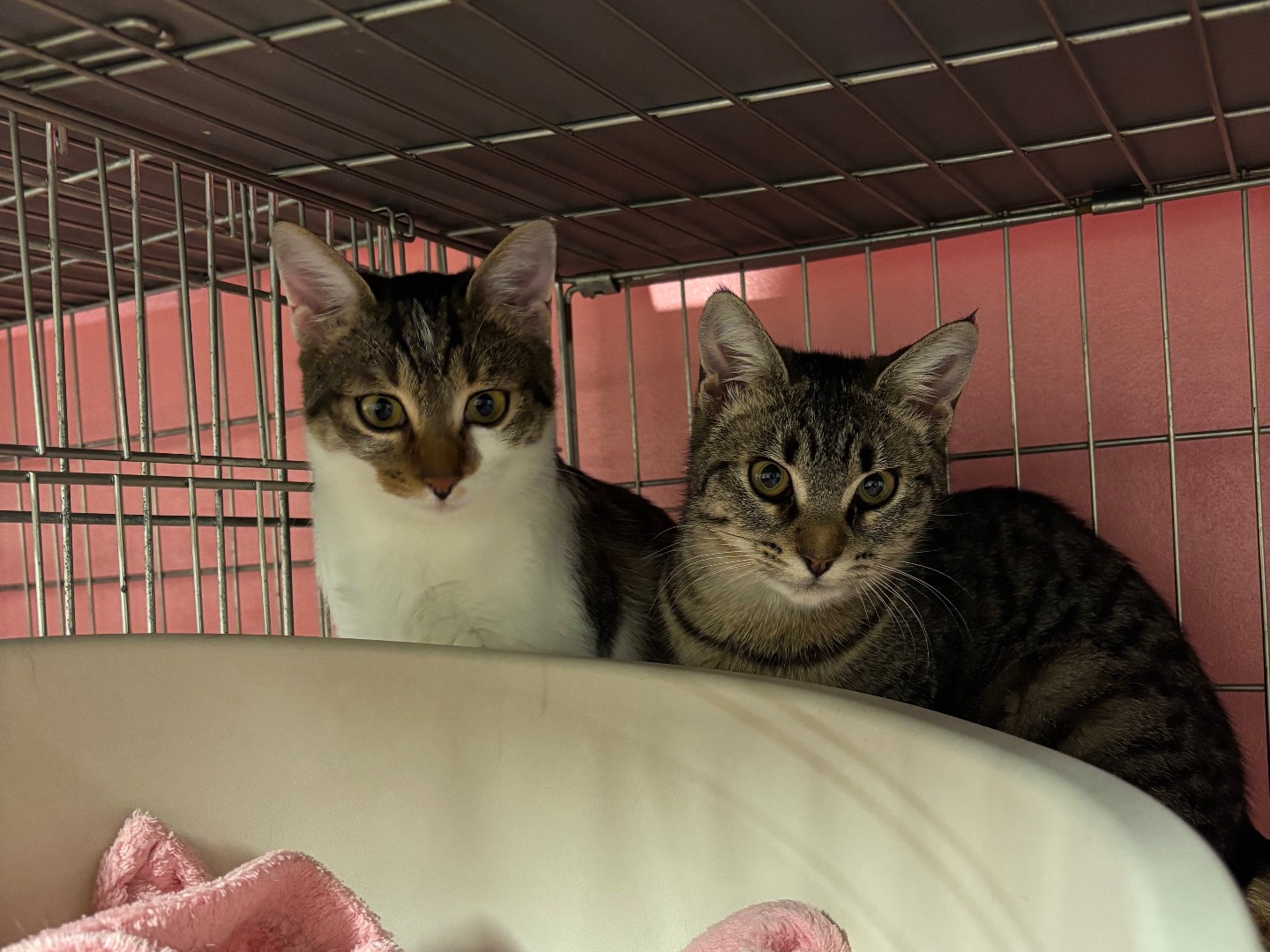 Adotta un gatto, femmina, 5 mesi, Brescia