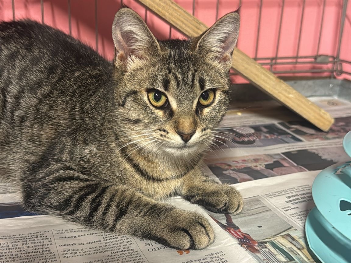 Adotta un gatto, taglia non valida, femmina, Brescia