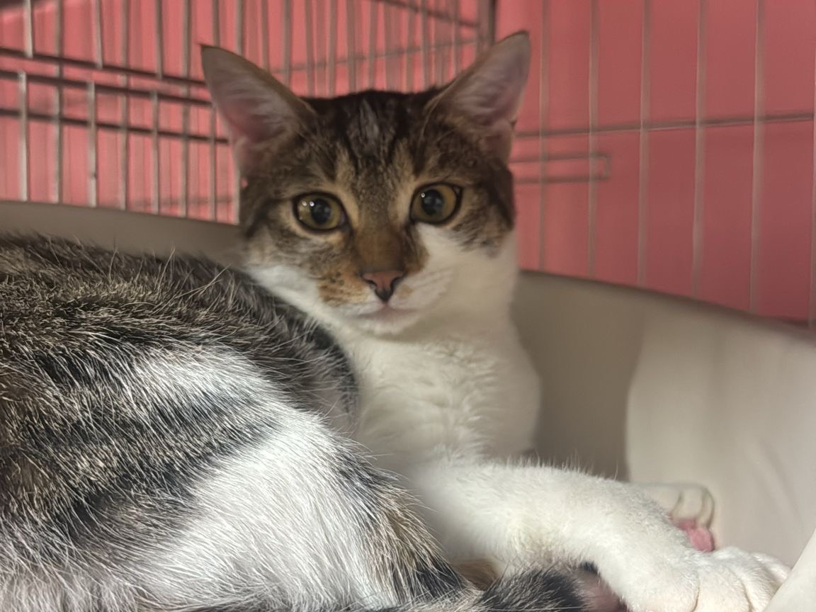 Vuoi adottare un gatto a Brescia?