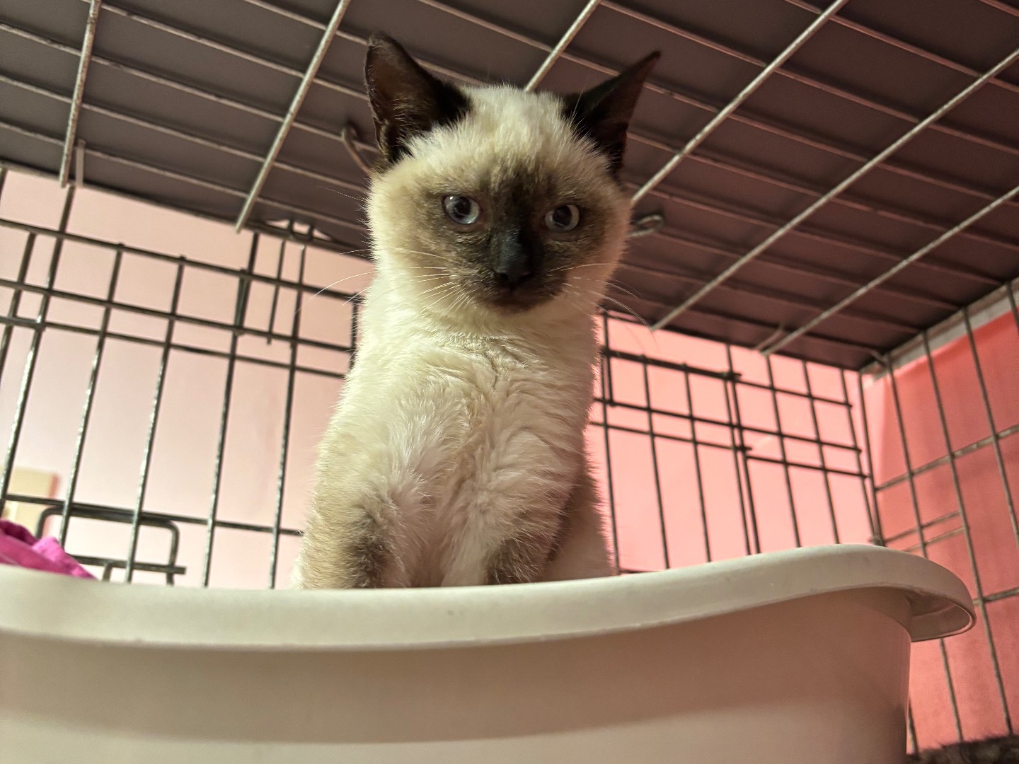 Adozione gatto, femmina, Razza sconosciuta Razza sconosciuta, 2 mesi, taglia non valida, Brescia