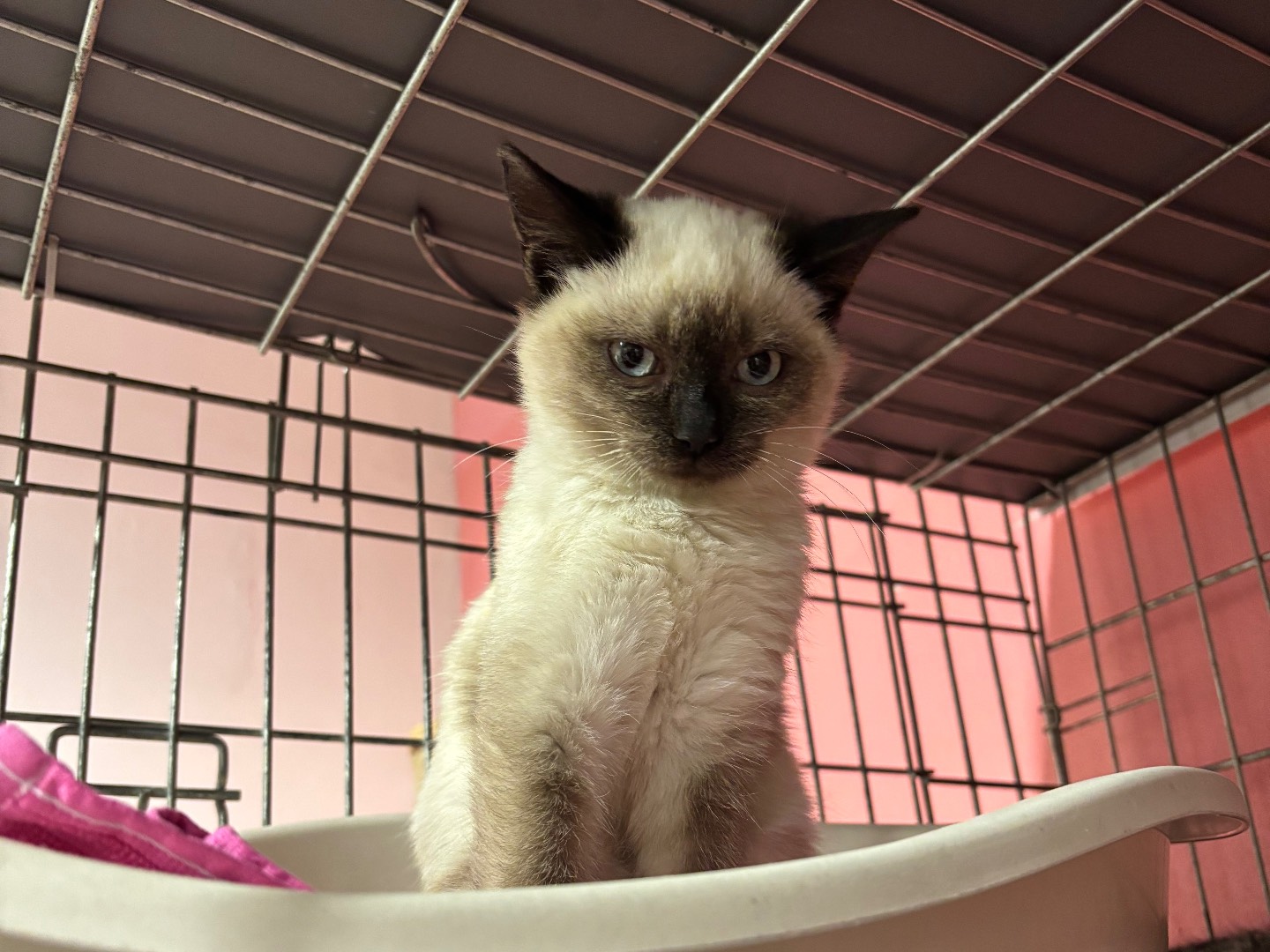 Adotta un gatto, femmina, 2 mesi, Brescia