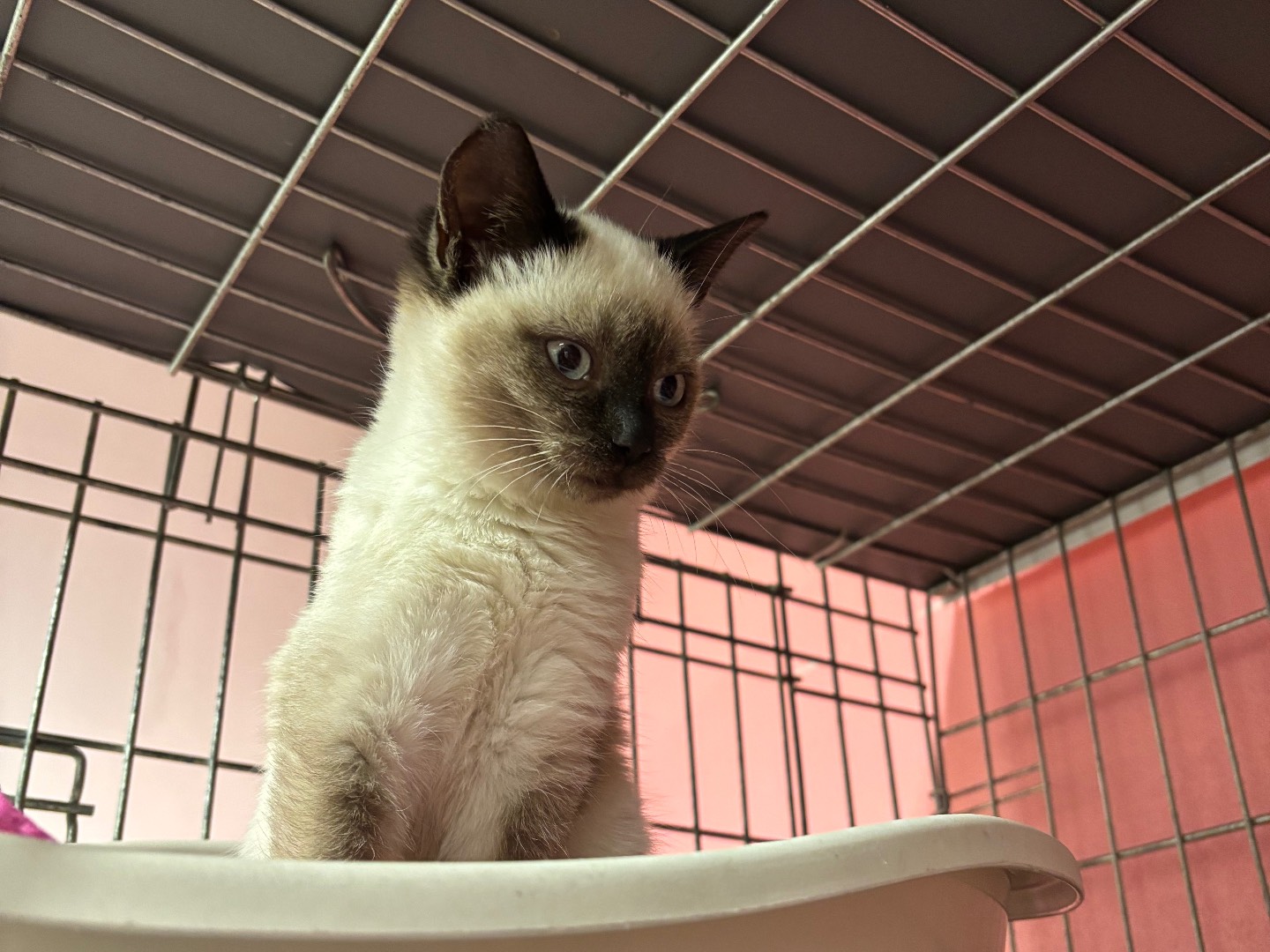 Adotta un gatto, taglia non valida, femmina, Brescia