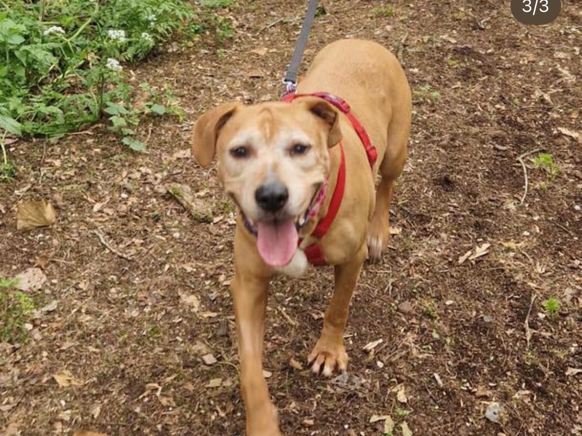 Adotta un cane, femmina, 10 anni e 11 mesi, Milano