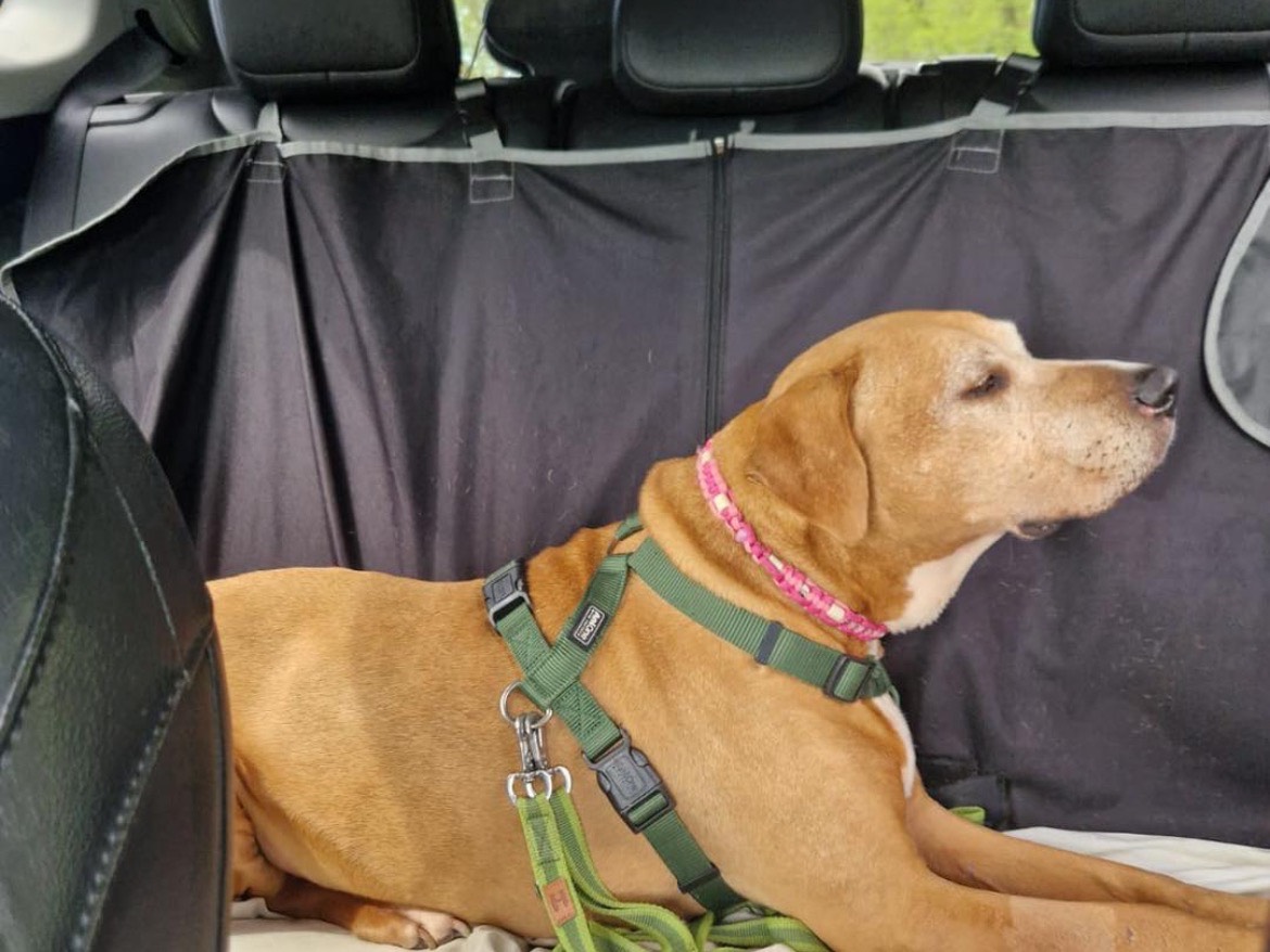 Adotta un cane, taglia media, femmina, Milano