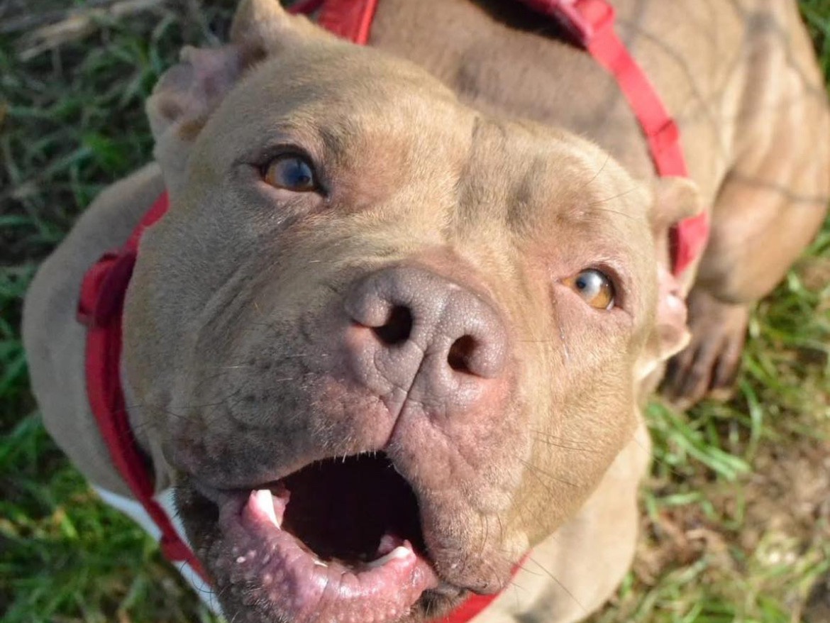 Adotta un cane, taglia media, femmina, Milano
