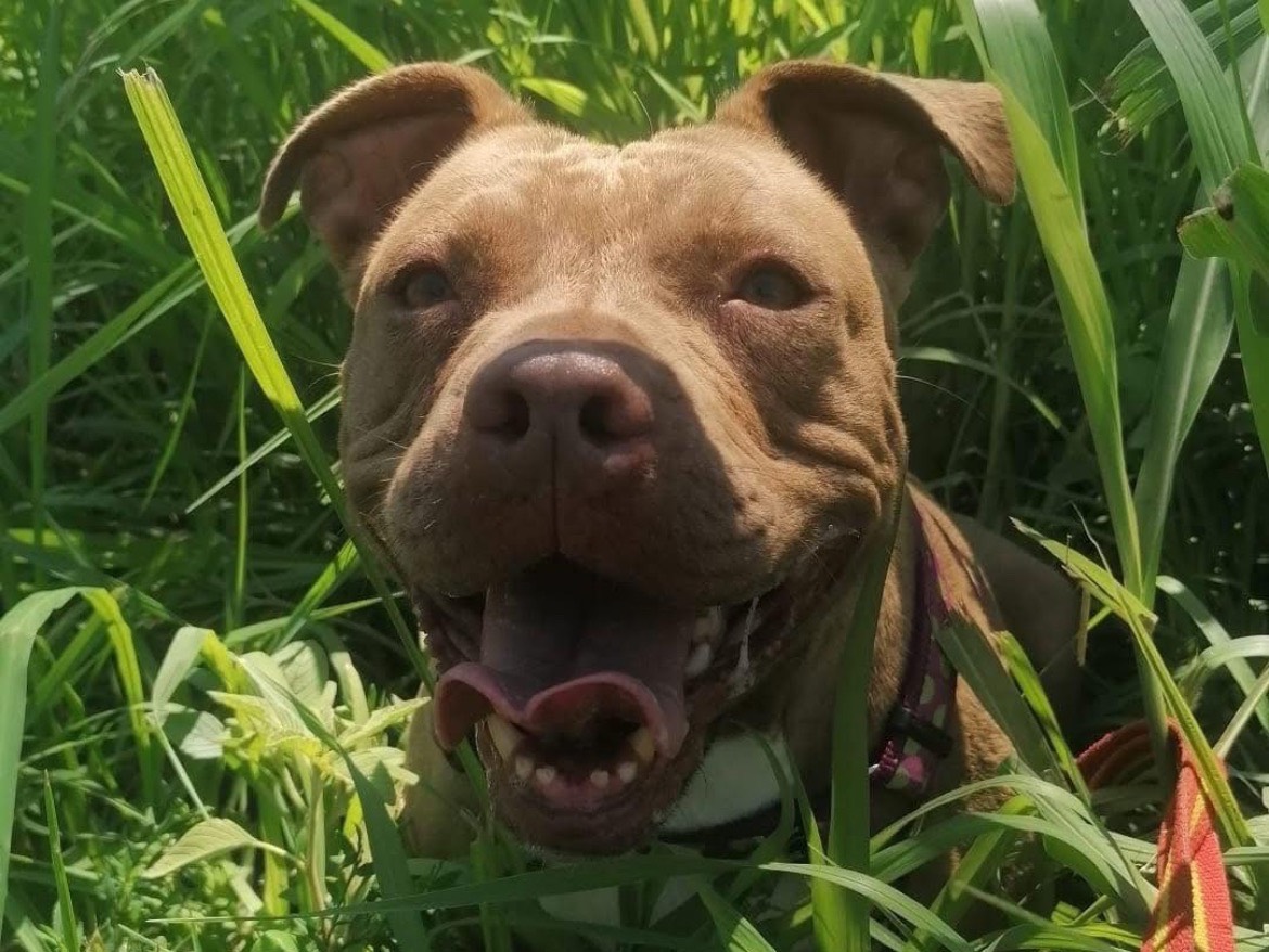 Adozione cane, femmina, Pitbull Razza sconosciuta, 7 anni e 11 mesi, taglia media, Milano