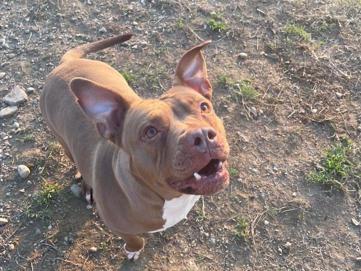 Adotta un cane, femmina, 7 anni e 11 mesi, Milano